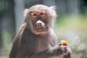 KAYSERİ (AA) – Kayseri'deki hayvanat bahçesinde kavurucu sıcaklardan bunalan hayvanlar,