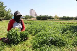 KİLİS (AA) – Kilis'te çiftçiler ve tarım işçileri, sıcak havalarda