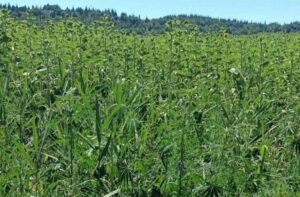 KIRKLARELİ (AA) – Kırklareli'nin Lüleburgaz ilçesindeki ayçiçeği tarlasında, 1 milyon