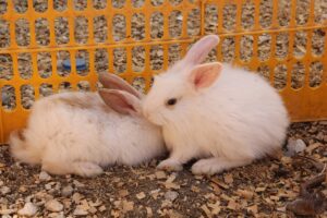 - Şehir dışından da pazara gelenler, muhabbet kuşu, papağan, sülün