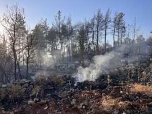 MUĞLA (AA) – Muğla'nın Milas ilçesinde zirai alanda çıkan ve