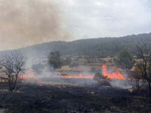 MUĞLA (AA) – Muğla'nın Milas ilçesinde çıkan orman yangını havadan