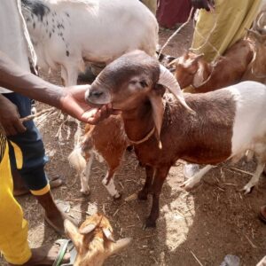 ABUJA (AA) – Batı Afrika ülkelerinden Nijerya'da, Kurban Bayramı'na sayılı