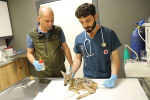 ORDU (AA) – Ordu'nun İkizce ilçesinde yaban hayvanlarının saldırısı sonucu