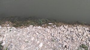 OSMANİYE (AA) – Osmaniye'nin Kadirli ilçesindeki Savrun Çayı'nda balık ölümleri