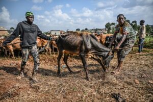KAMPALA (AA) – Sivil toplum kuruluşu Sadece İnsan Uluslararası Yardım