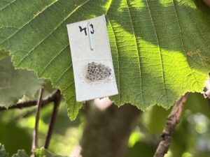 SAKARYA (AA) – Sakarya'nın Kocaali ilçesinde kahverengi kokarcayla biyolojik mücadele