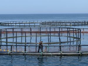 SAMSUN (AA) – Samsun'un Yakakent ilçesinde, Karadeniz'de kafeslerde üretimi yapılan