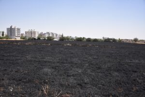 ŞANLIURFA (AA) – Şanlıurfa’nın Siverek ilçesinde buğday ekili tarlada çıkan