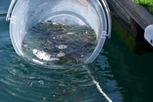 ADANA (AA) – Adana'da üretilen 400 bin sazan yavrusu Seyhan