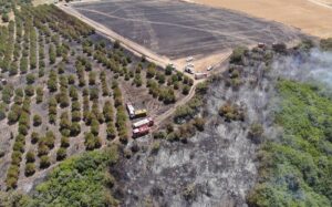 İSTANBUL (AA) – Silivri'de, arpa ekili tarım arazisi ile ormanlık