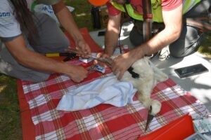 SİNOP (AA) – Sinop'un Saraydüzü ilçesi Cuma Ovası'nda doğan leylek