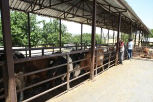 DİYARBAKIR (AA) – Diyanet İşleri Başkanlığı ile Türkiye Diyanet Vakfı'nın