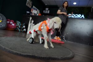 SİVAS (AA) – SERHAT ZAFER – Sivas'ta bir veteriner, ayaklarında