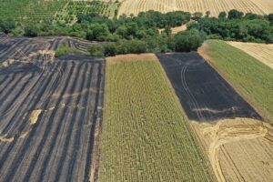 EDİRNE (AA) – EKİP – Edirne, Kırklareli ve Tekirdağ'da arpa