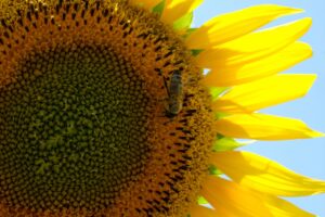 KIRKLARELİ (AA) – Türkiye'nin ayçiçeği ihtiyacının önemli bir kısmınının karşılandığı