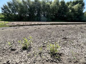 EDİRNE (AA) – Tunca Nehri'nin yağış azlığı ve aşırı sıcaklara