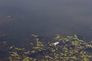 EDİRNE (AA) – Edirne'den geçen Tunca Nehri'nin yüzeyinin bir bölümünde