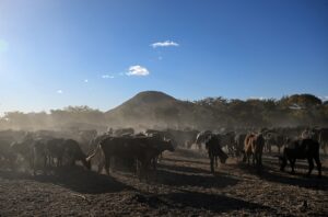 HARARE (AA) – Türkiye Diyanet Vakfının (TDV) "2024 Yılı Vekalet