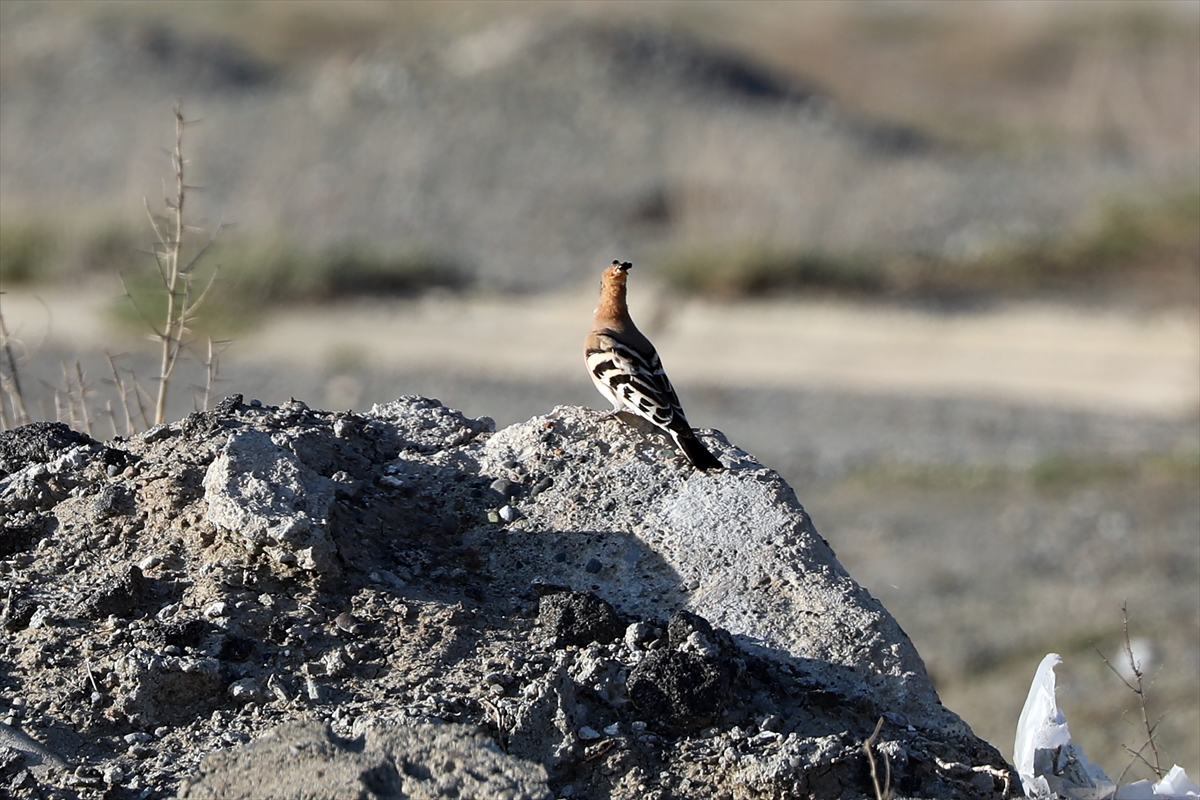 Türkiye-Ermenistan sınırı 100'den fazla kuş türüne yuva oldu