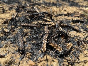 UŞAK (AA) – Uşak'ta hububat ekili tarlada başlayıp ormanlık alana
