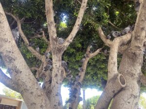 ADANA (AA) – Adana, Mersin ve Osmaniye'de, sıcak hava ve