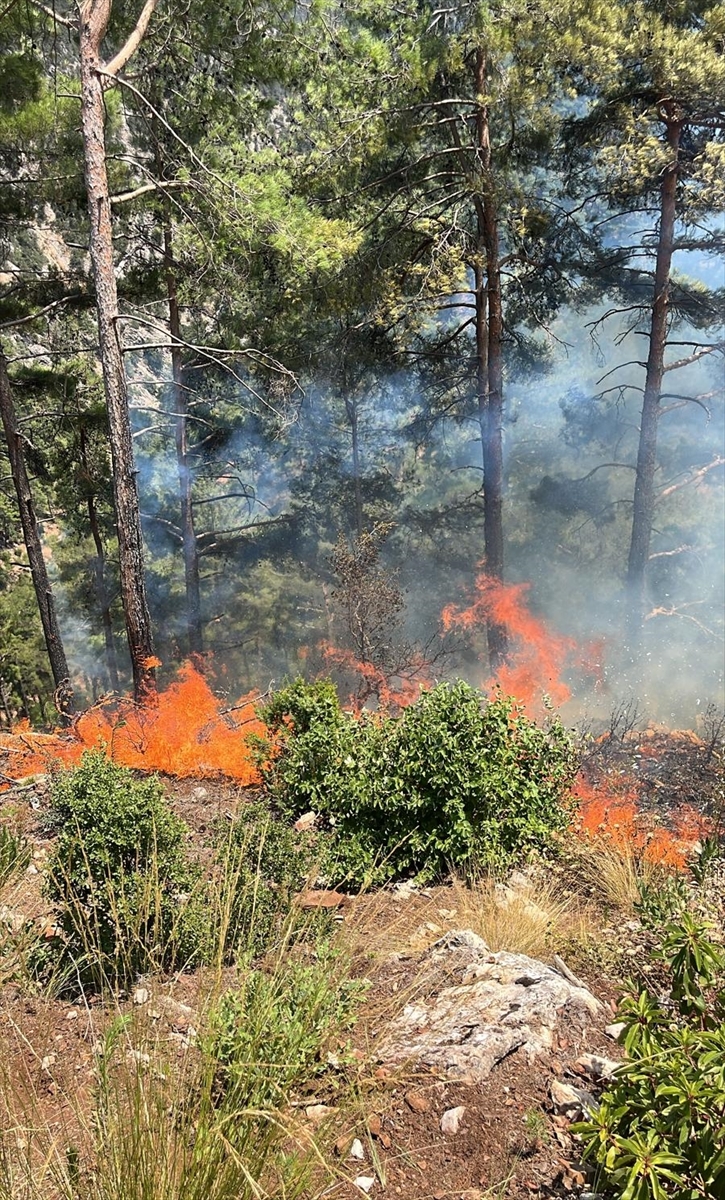 ADANA (AA) – Adana'nın Feke ilçesinde ormanlık alanda çıkan yangına
