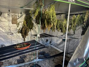 ADANA (AA) – Adana'da yangın çıkan apartmanda bulunan kenevir serasıyla