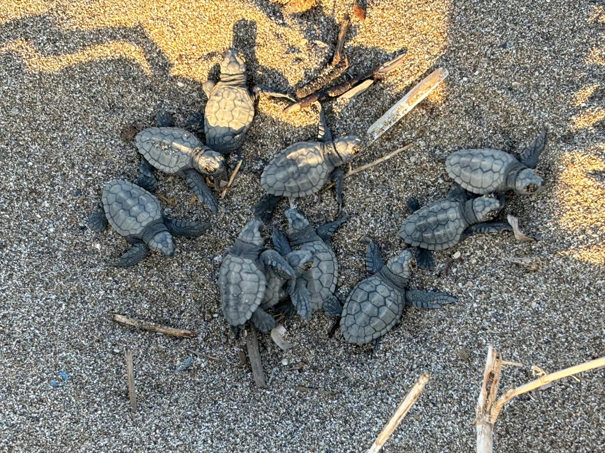 Alanya'da yuvalarından çıkan caretta caretta yavrularının denize yolculuğu görüntülendi
