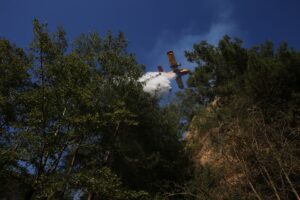 AYDIN (AA) – Aydın'ın Efeler ilçesinde, ormanlık ve zeytinlik alanda