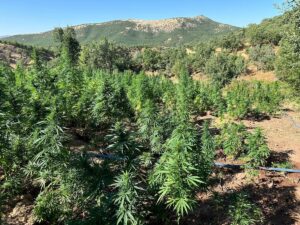 BİNGÖL (AA) – Bingöl'ün Genç ilçesinde düzenlenen operasyonda, 40 bin