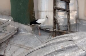 BİNGÖL (AA) – Bingöl'ün Solhan ilçesinde cami kubbesindeki yuvasından düşen