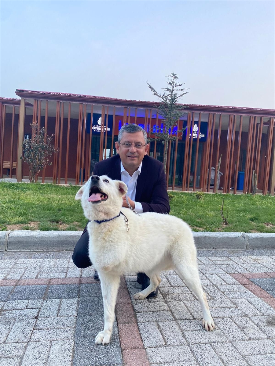CHP Genel Başkanı Özel'den sahipsiz hayvanlara ilişkin kanun teklifine yönelik açıklama: