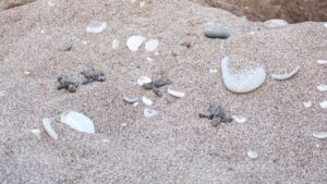 ANTALYA (AA) – Antalya'nın Kemer ilçesindeki Çıralı Sahili'nde yuvalarından çıkan,