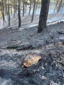 YANGININ KONTROL ALTINA ALINDIĞI BİLGİSİ EKLENDİ