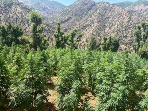 DİYARBAKIR (AA) – Diyarbakır'ın Kulp ilçesi kırsalında düzenlenen operasyonda 755