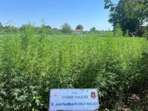 EDİRNE (AA) – Edirne'de, jandarma ekiplerince 6 bin kök Hint