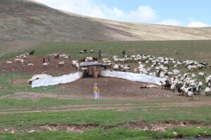 ERZURUM (AA) – Erzurum'un 2 bin 600 rakımındaki Dumlubaba Yaylası'nda