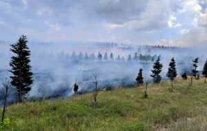 ESKİŞEHİR (AA) – Eskişehir'in İnönü ilçesinde bulunan ağaçlandırma sahasında çıkan