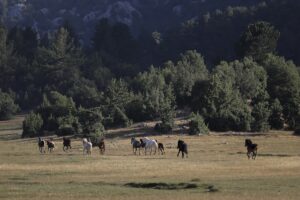 ANTALYA (AA) – Antalya'nın Beydağları eteklerinde sürüler halinde dolaşan yılkı