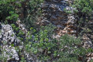 HAKKARİ (AA) – SAYİM HARMANCI – Hakkari'de nesli tehlike altında
