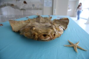 HATAY (AA) – İskenderun Teknik Üniversitesi'nde (İSTE) Samandağ ilçesi kıyılarındaki