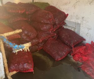 İSTANBUL (AA) – Fatih'te, 1 ton kaçak midye ele geçirilen