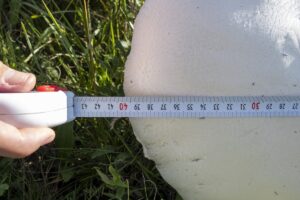 KARS (AA) – Kars'ta uzun bir süredir etkili olan sağanağın