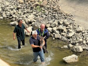 KASTAMONU(AA) – Kastamonu'nun Hanönü ilçesinde su kanalına düşerek yaralanan karaca