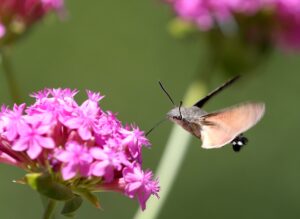 KAYSERİ (AA) – Türkiye'nin önemli kayak merkezlerinden Erciyes Dağı eteklerinde