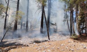 MERSİN (AA) – Mersin'in Bozyazı ilçesinde yıldırım isabet eden ormanlık