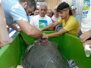 MUĞLA (AA) – Muğla'nın Ortaca ilçesindeki Deniz Kaplumbağaları Araştırma, Kurtarma