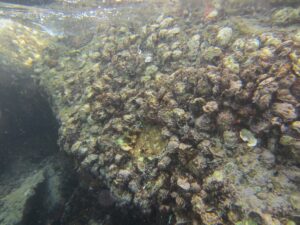 ORDU (AA) – HAYATİ AKÇAY – Karadeniz ekosistemine ticari gemiler