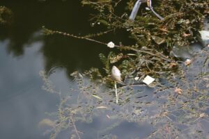 ESKİŞEHİR (AA) – Eskişehir'de kent merkezinden geçen Porsuk Çayı'nda balık